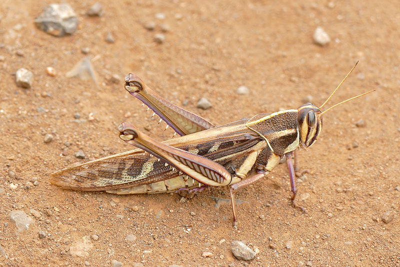 Red Locust is one of the 4 Kosher species of locust